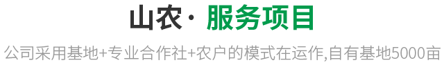 服务项目