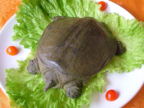 甲鱼