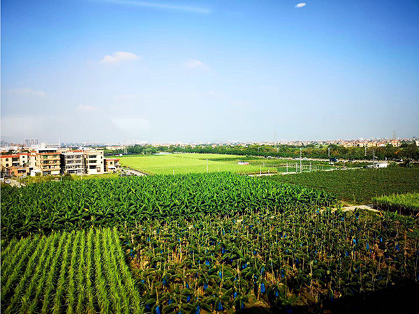 种植基地