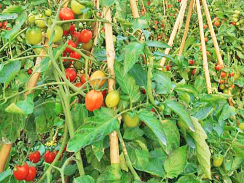 番茄基地