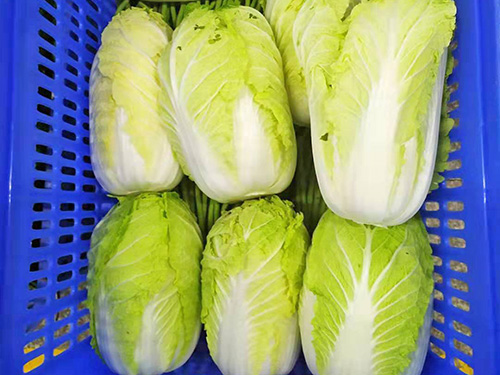 大白菜