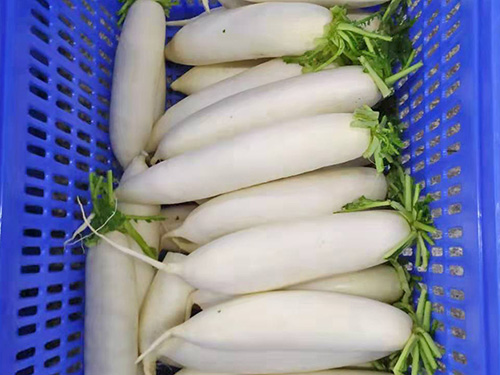 白萝卜