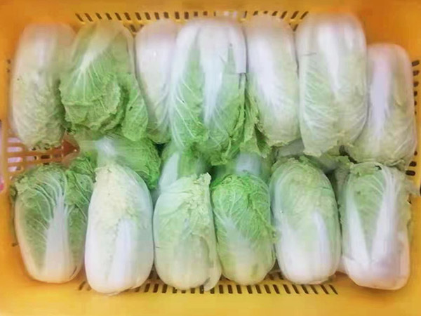 大白菜