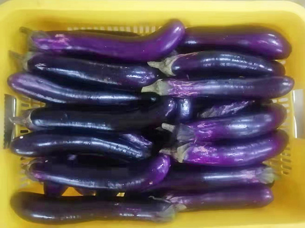 茄子