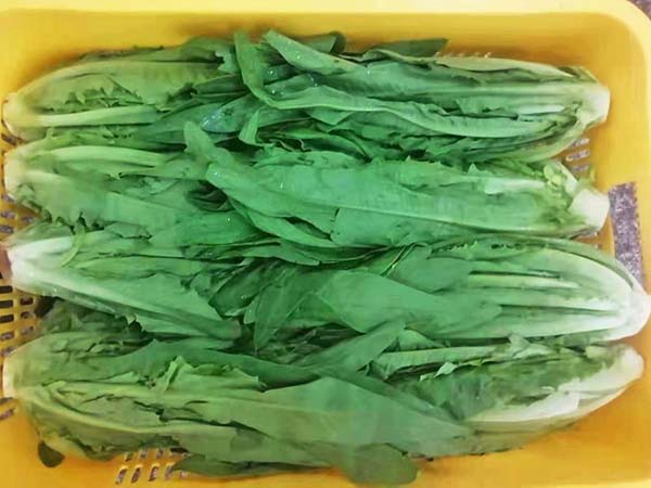 油麦菜