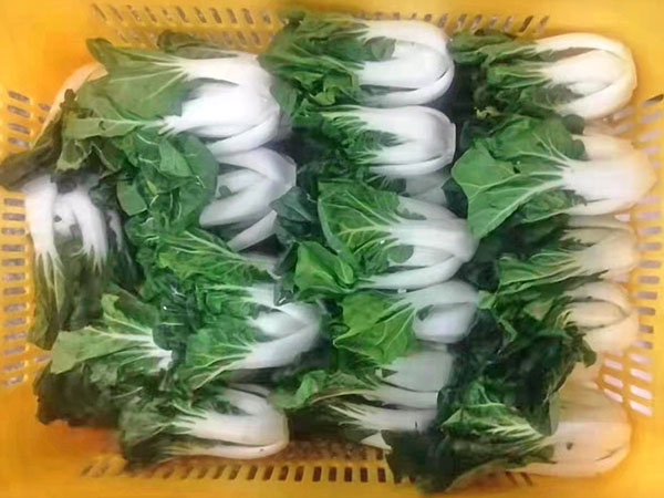 奶白菜