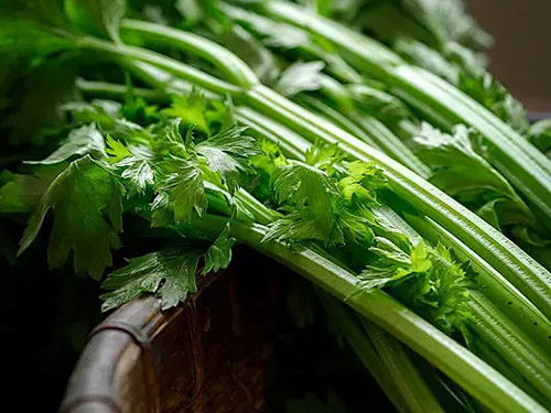 东莞蔬菜公司告诉你芹菜虽好但芹菜有哪些禁忌呢？